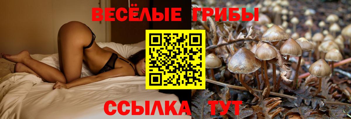Псилоцибиновые грибы Magic Shrooms  Вход с VPN  Строитель  Псилоцибиновые грибы Psilocybe 